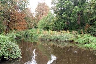 View of a pond with vegetation and trees around