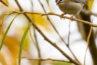 a firecrest on a branch