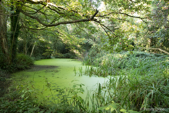 View across the pond with aquatic vegetation and trees around