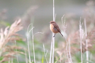 a stonechat perched on a reed