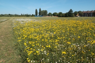 Yeading Brooks Meadows