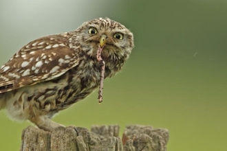 Little owl holding a worm in its mouth