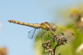 Common darter dragonfly on a plant