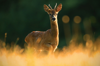 A male roe deer standing in vegetation