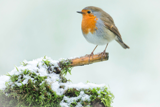 Small bird with a red breast stands on a twig in the snow