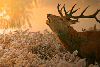 Red deer