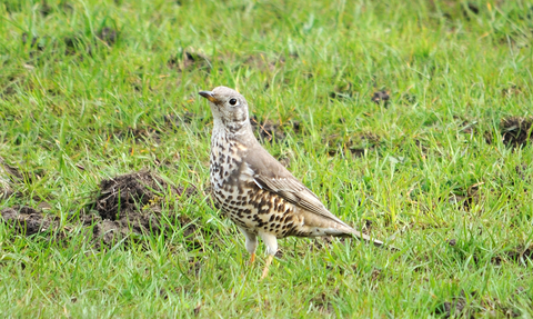 Mistle thrush