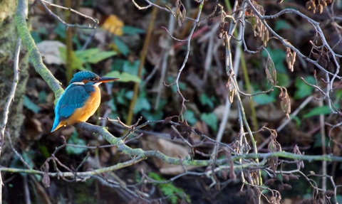 Kingfisher at Wilderness Island (credit David Fielding)