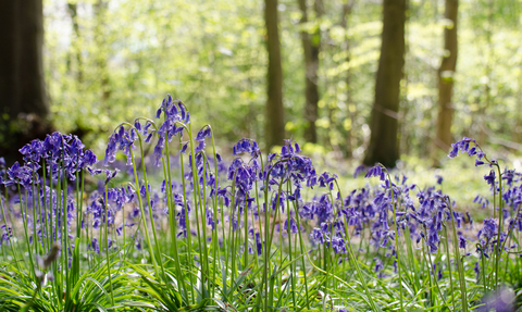 Bluebell wood