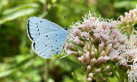 Holly blue on flower