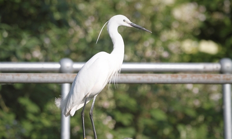 A little egret perched on a metal railing