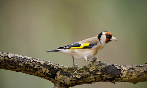 A goldfinch perched on a branch