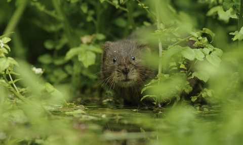 Water vole 