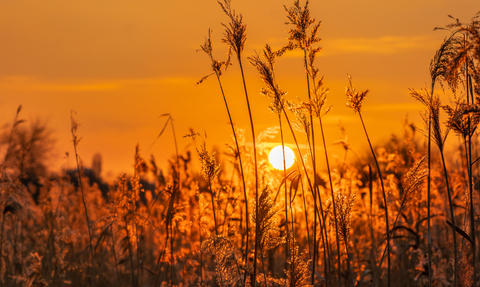 jvaznonyte@wildlondon.org.uk through the reeds