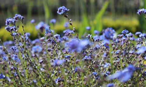 Forget-me-nots in a field