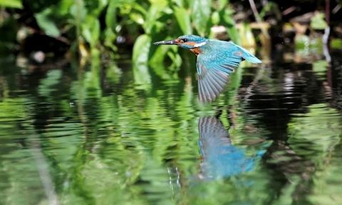 a kingfisher in flight, skimming low over the water. The bird's bright blue and orange plumage is striking against the green, reflective surface of the water. The kingfisher's reflection is clearly visible in the calm water, creating a mirror image effect. The background is lush with greenery, adding to the natural, serene setting.