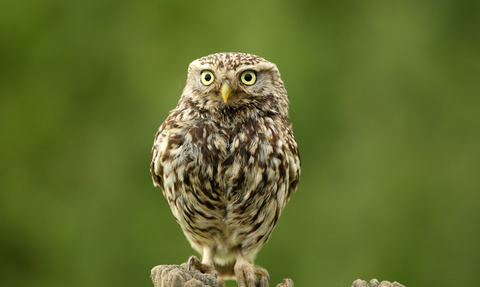 A little owl perched on a wooden post. It is small and brown with yellow eyes