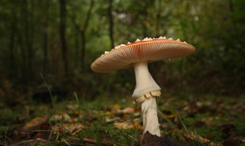 A large red and white mushroom grows on the forest floor