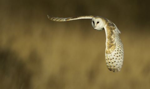 Barn owl in flight