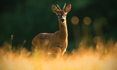 A male roe deer standing in vegetation