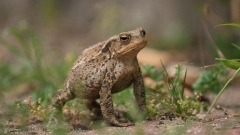 Common toad at the Centre for Wildlife Gardening, Peckham