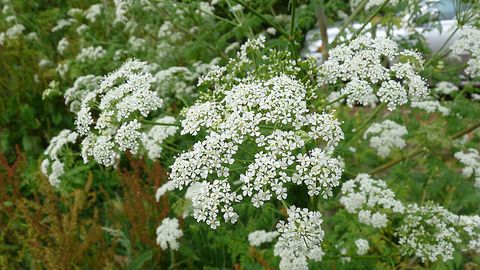 Hemlock | London Wildlife Trust