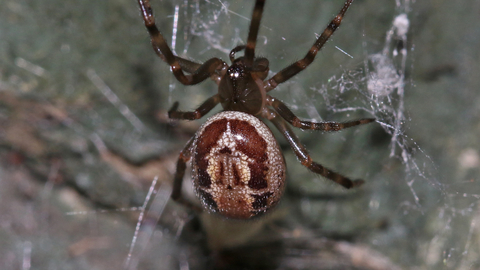 Noble false widow spider