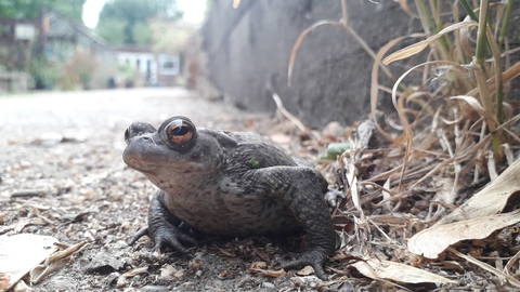 Toad at Centre for Wildlife Gardening - Abi March