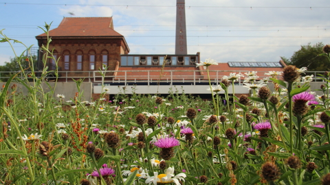 Walthamstow Wetlands Engine House and Meadow