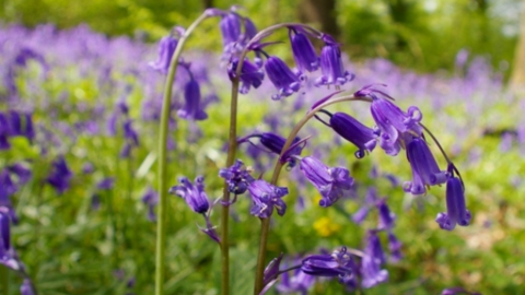 A carpet of bluebells amongst a brightly lit woodland area