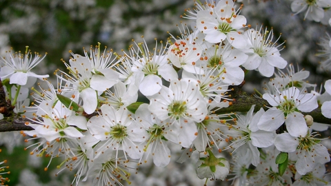 A wild cherry blossom tree with tight clusters of white flowers 