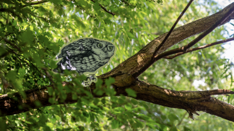 a drawing of an owl perched atop a tree