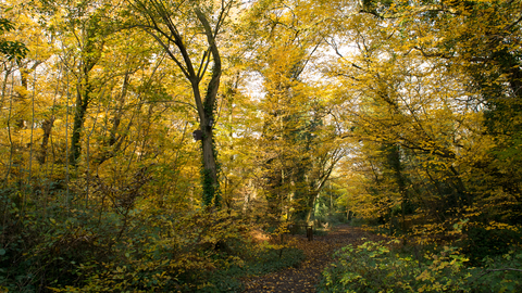 An autumnal woodland