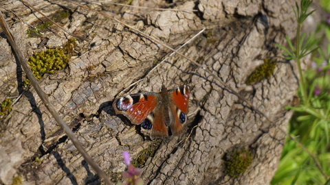 Butterfly in Braeburn Park