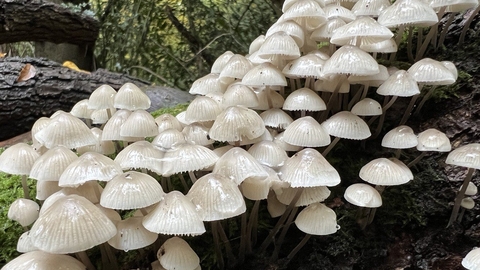 Bonnet mushrooms growing in a cluster on a log