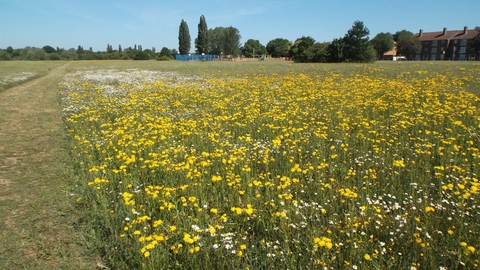 Yeading Brooks Meadows