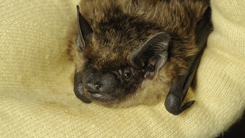 Serotine bat (Eptesicus serotinus)