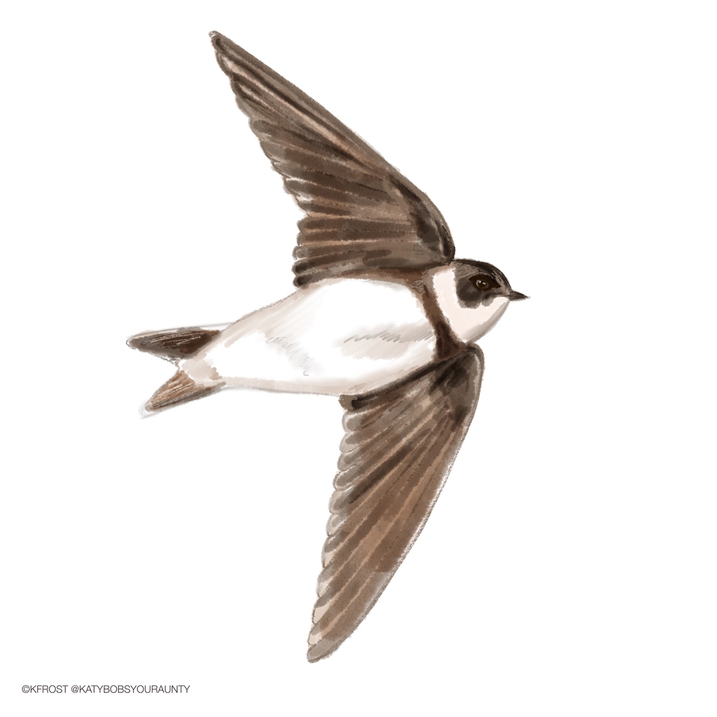 How to identify swifts, swallows and martins | London Wildlife Trust