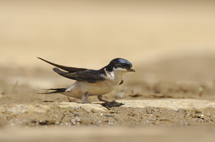 How to identify swifts, swallows and martins | London Wildlife Trust