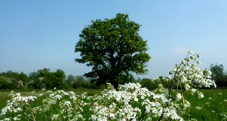 Totteridge Fields (credit Mathew Frith)