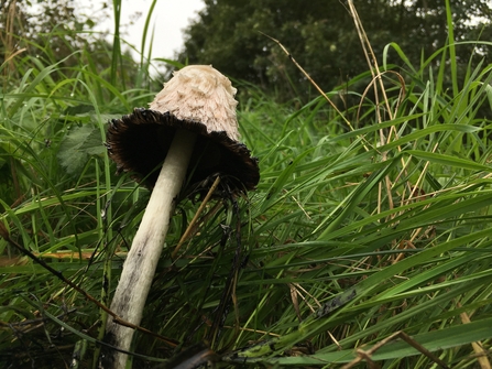 Shaggy Inkcap