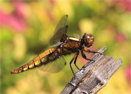 Broad-bodied chaser