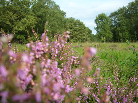 Heather Wimbledon Common 