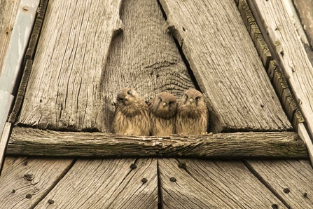 Kestrel chicks