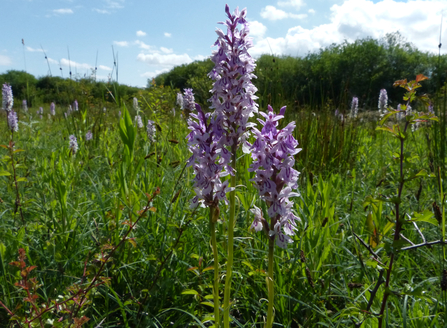 Orchids at Yeading Brook Meadows