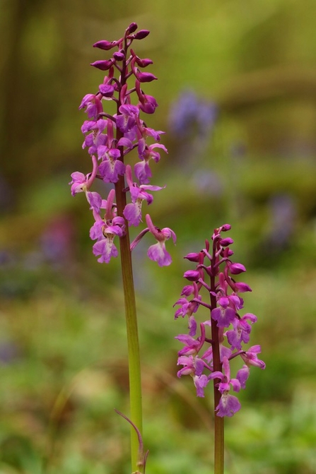 Early purple orchid