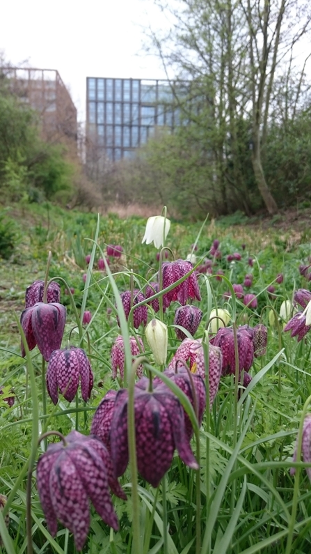 Snake's head fritillary at Camley Street 