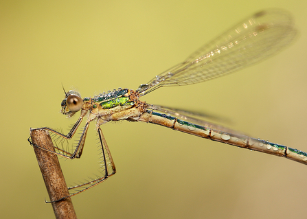 Emerald damselfly