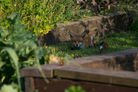 Fox at Centre for Wildlife Gardening 