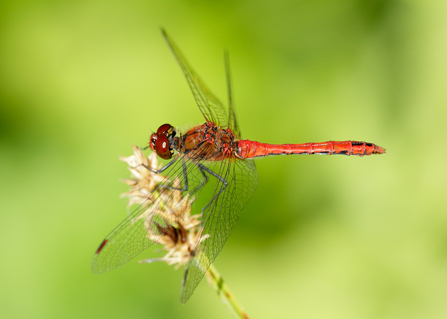 Ruddy darter